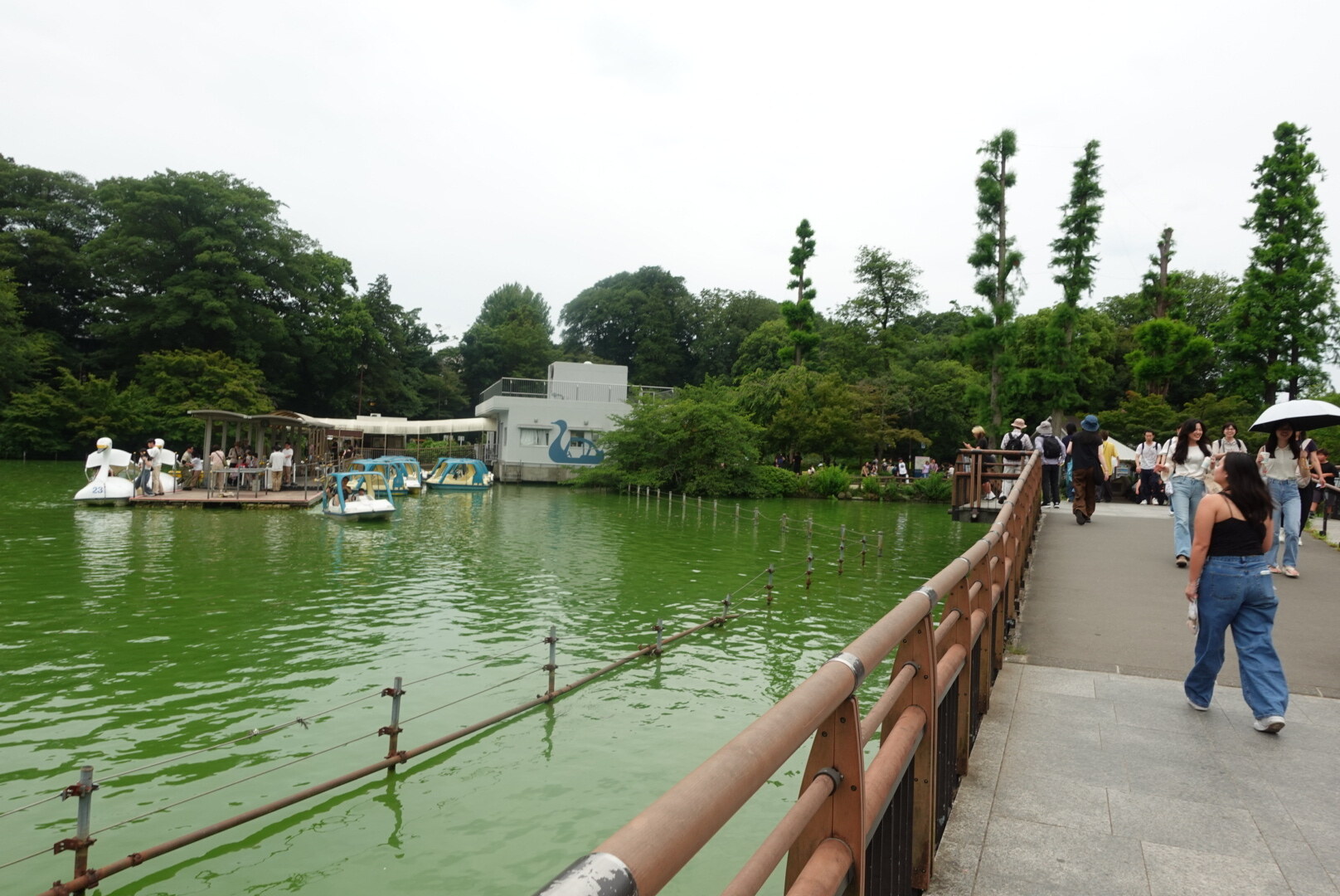 Swan boats and rowing boats on Inokashira Pond in Kichijoji