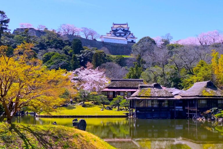 Hikone Castle's keep above Genkyū-en garden in cherry blossom season