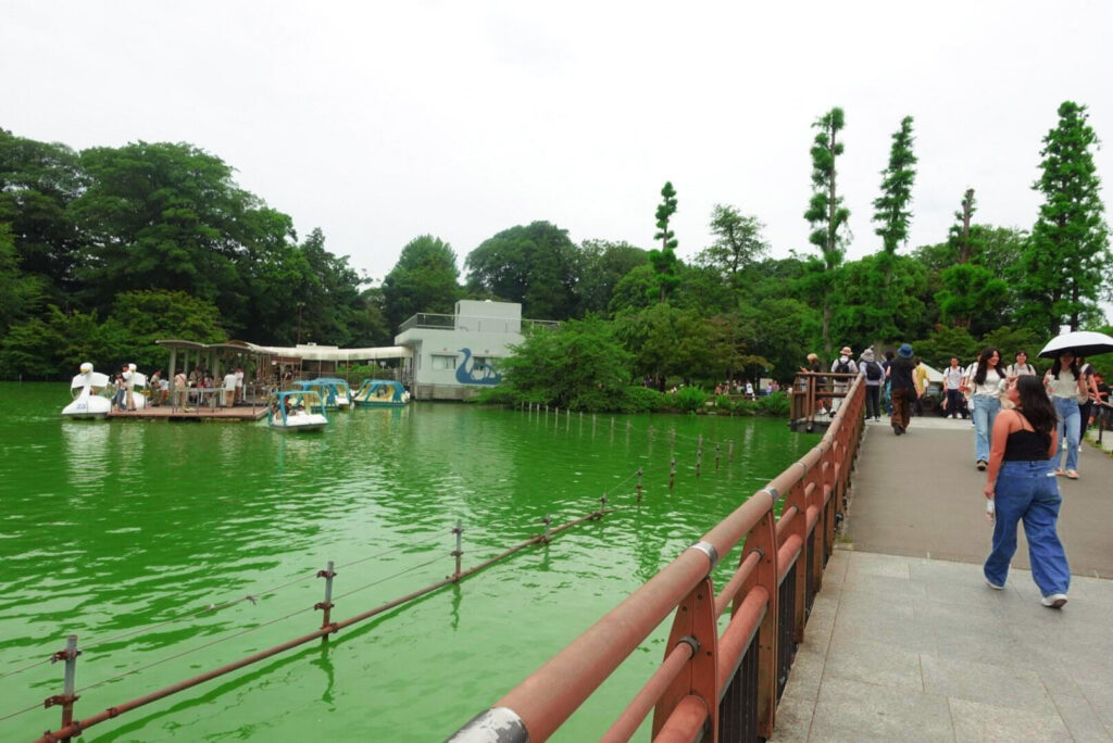 Swan boats and rowing boats on Inokashira Pond in Kichijoji
