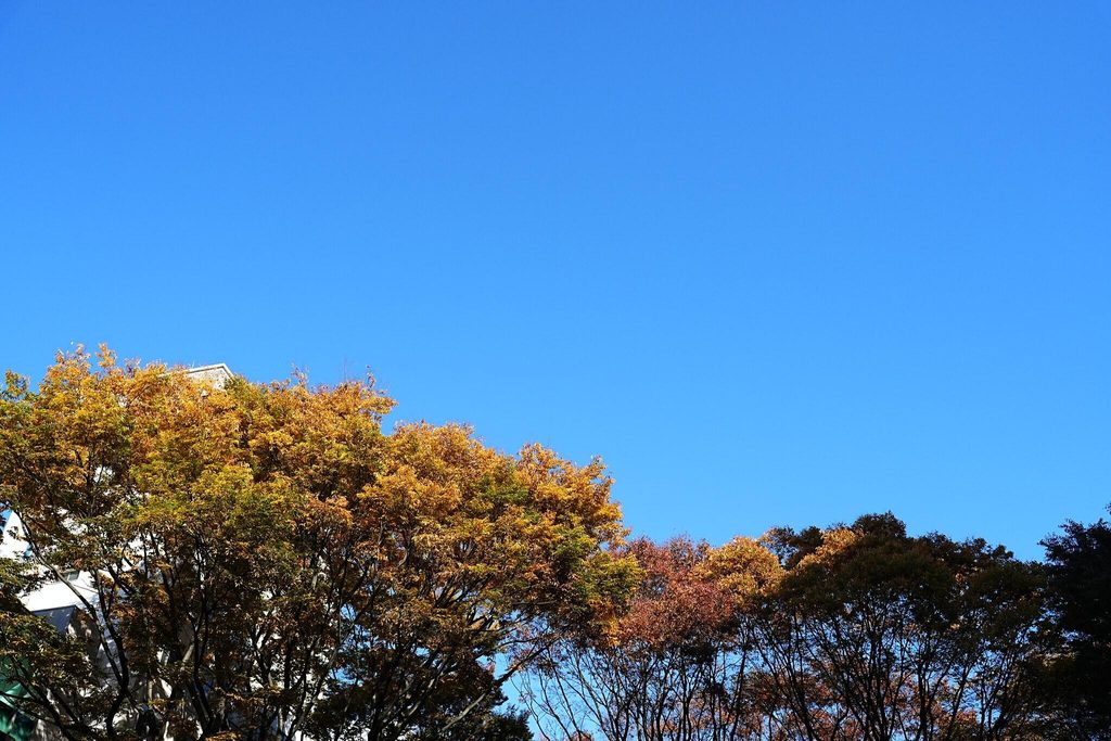 Yellow autumn canopy against a clear blue sky