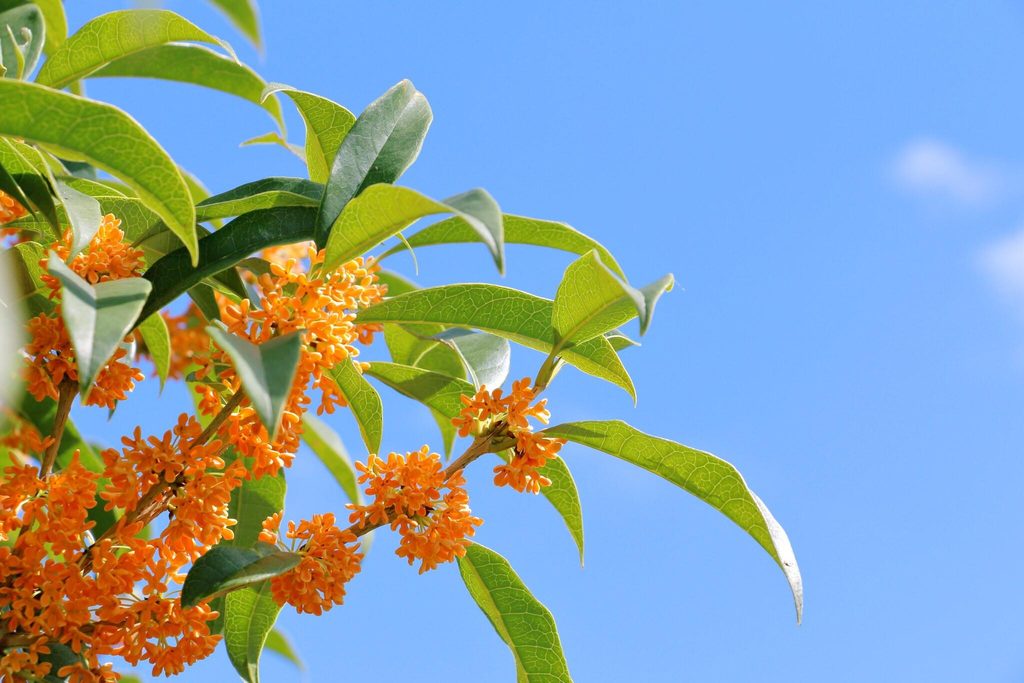 Orange osmanthus flowers in bloom, the note at the centre of Osmanthus 19