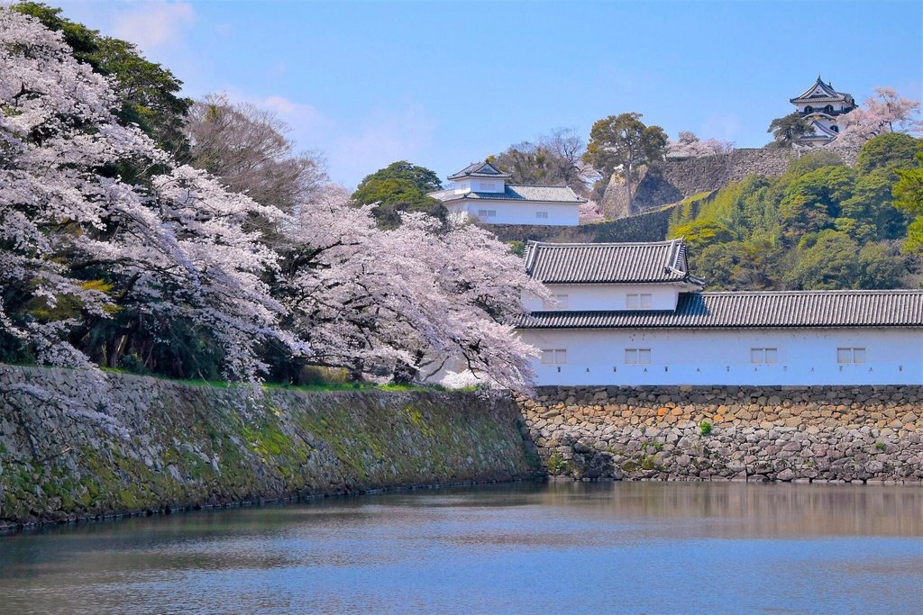Hikone Castle's keep above the inner moat in cherry blossom season Hikone Castle's keep above the inner moat in cherry blossom season
