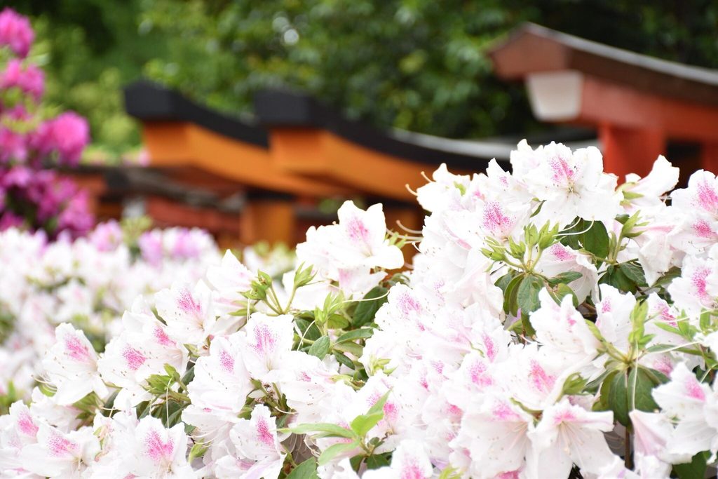 Nezu Shrine's torii tunnel behind spring azaleas; the shrine holds its grand festival in Tokyo this weekend