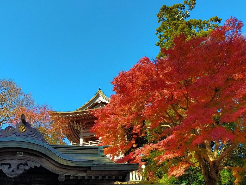 Temple roof framed by bright red maples against a blue sky