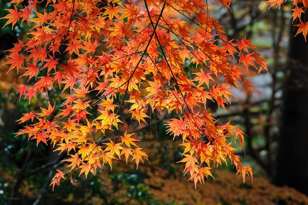 Backlit orange maple branches in a Japanese garden