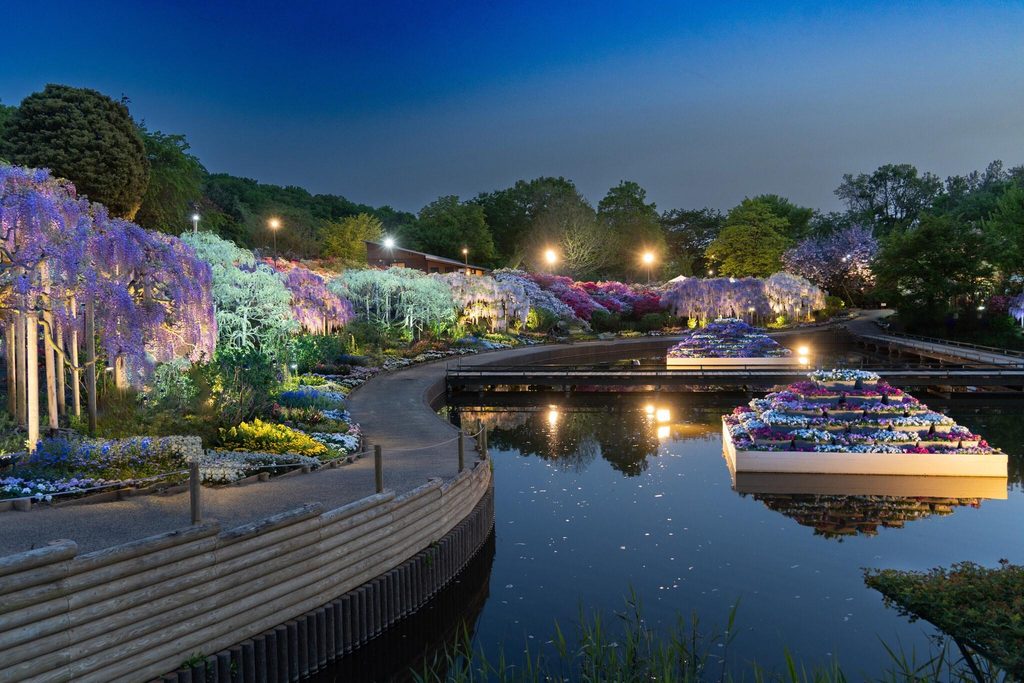 Ashikaga Flower Park's wisteria lit up at night in spring; the winter illuminations run from October to February