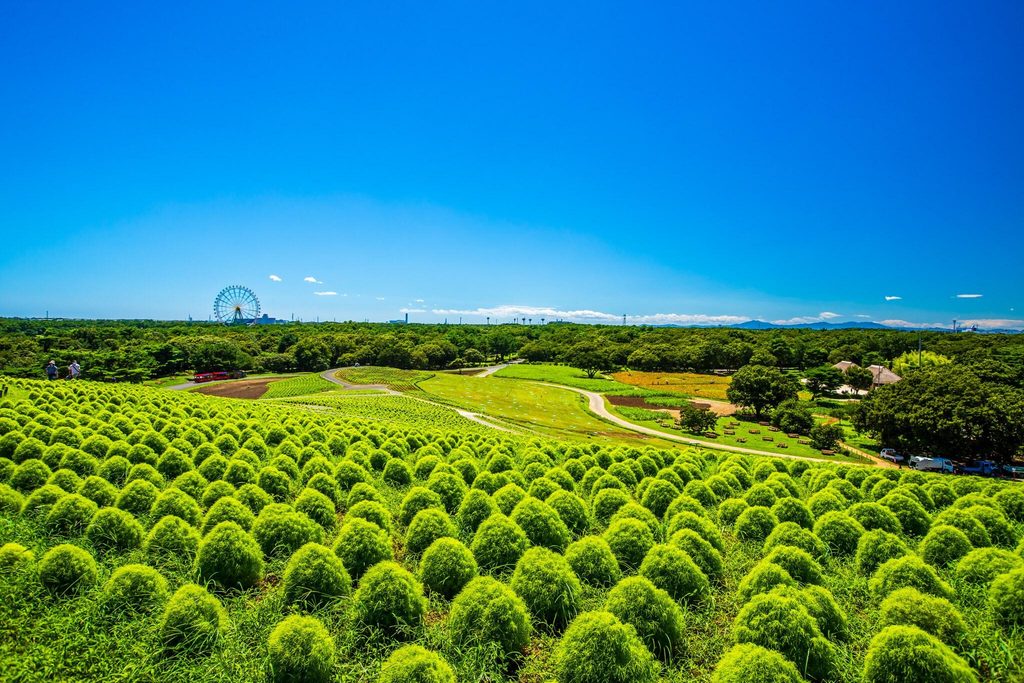 Kochia on Miharashi Hill at Hitachi Seaside Park, still green in summer; they turn red in October