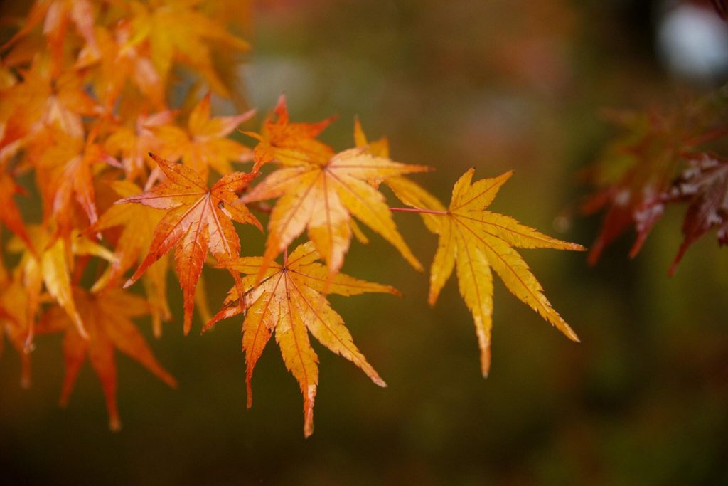 Close up of orange and yellow Japanese maple leaves