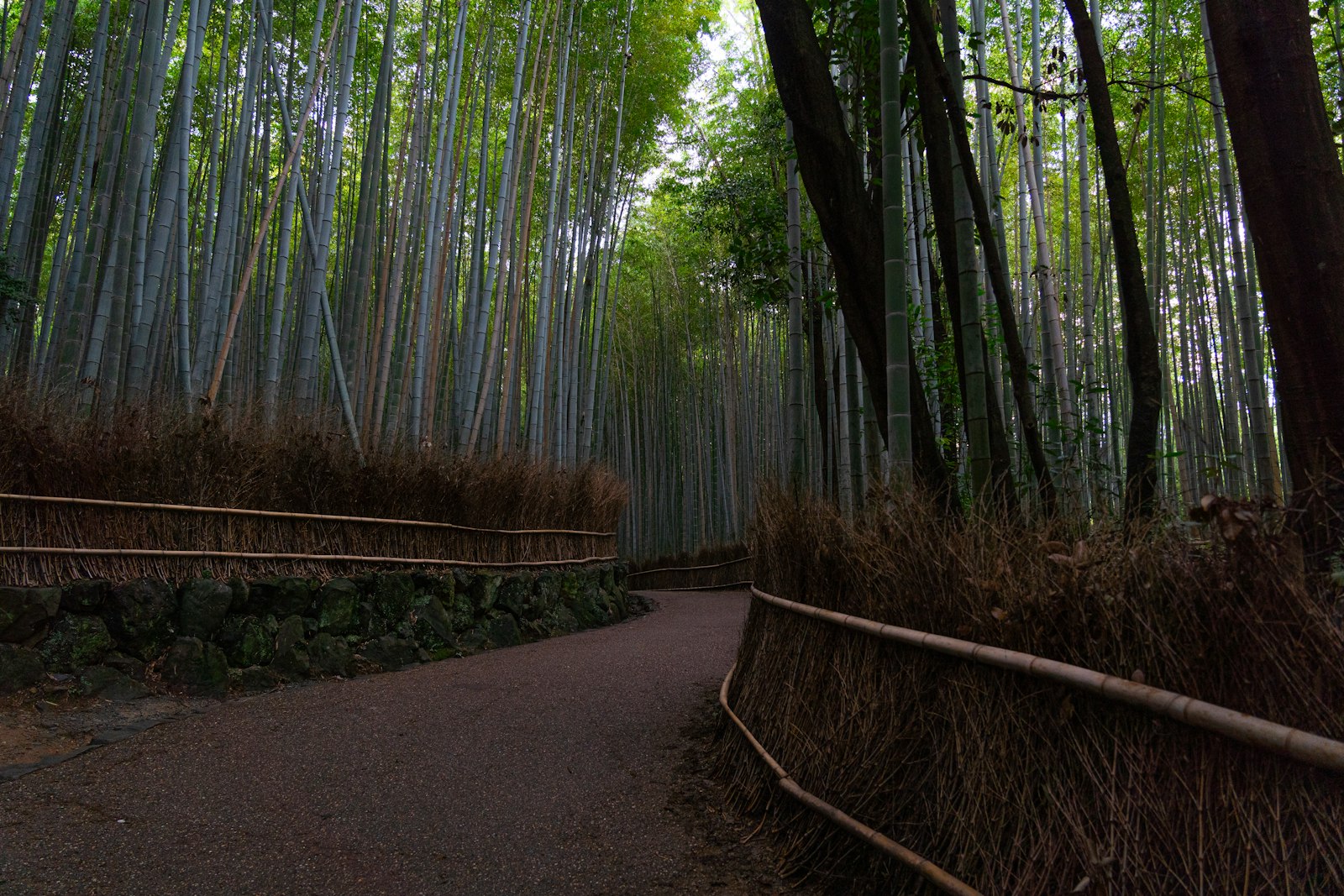 Path through the Arashiyama Bamboo Grove in Kyoto