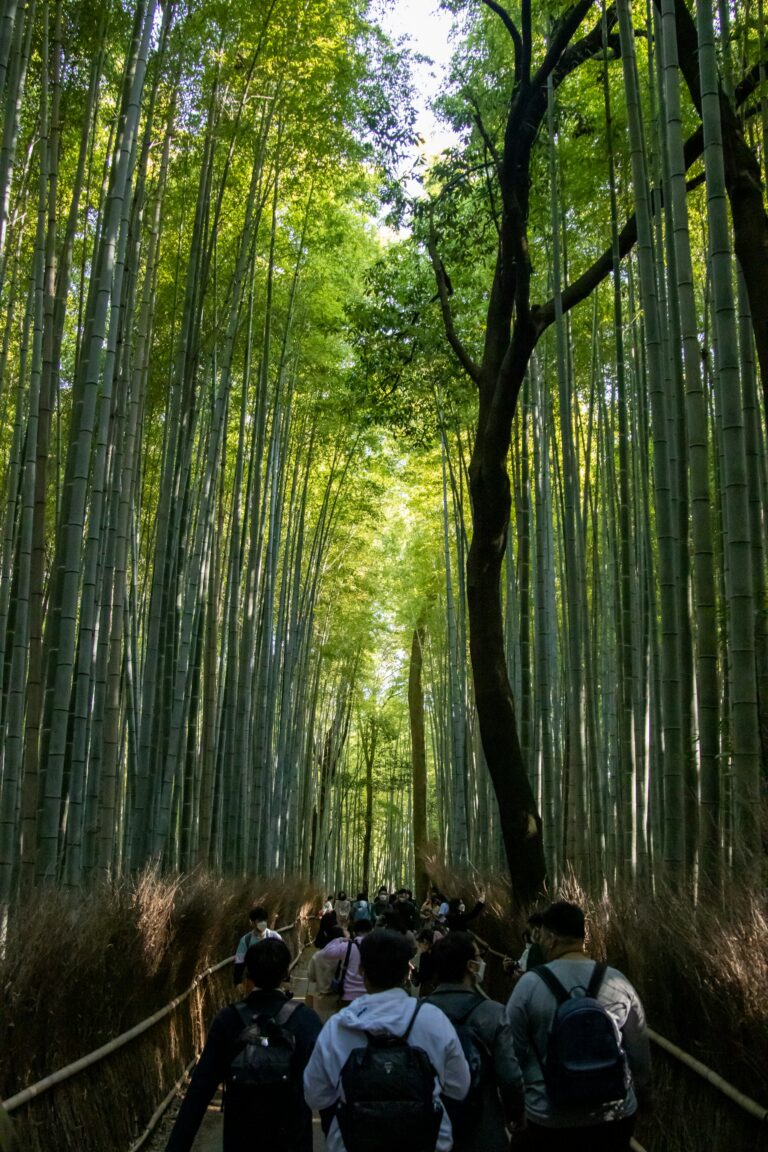 Arashiyama bamboo grove path in Kyoto