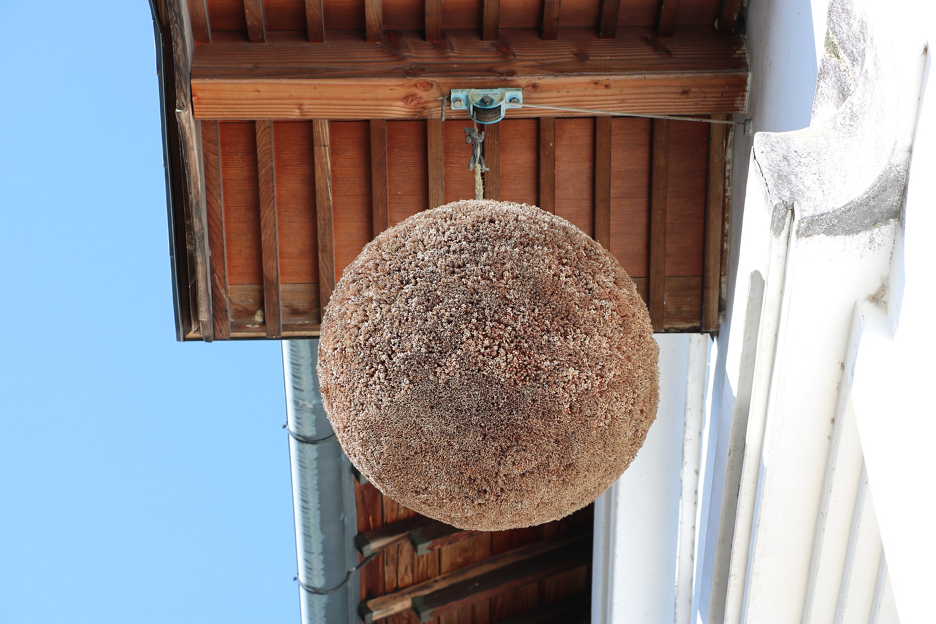 Sugidama cedar ball hanging outside a Japanese sake brewery