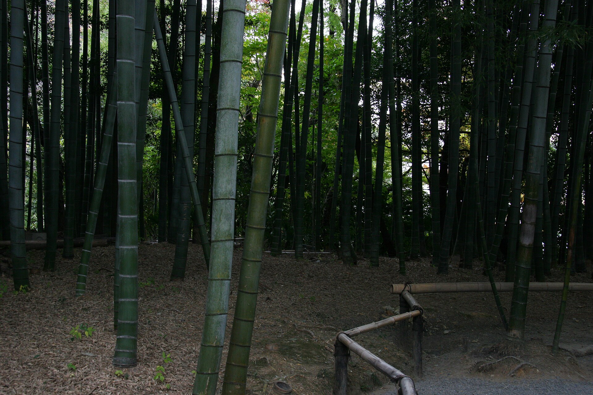 Bamboo grove at Kodai-ji, Kyoto