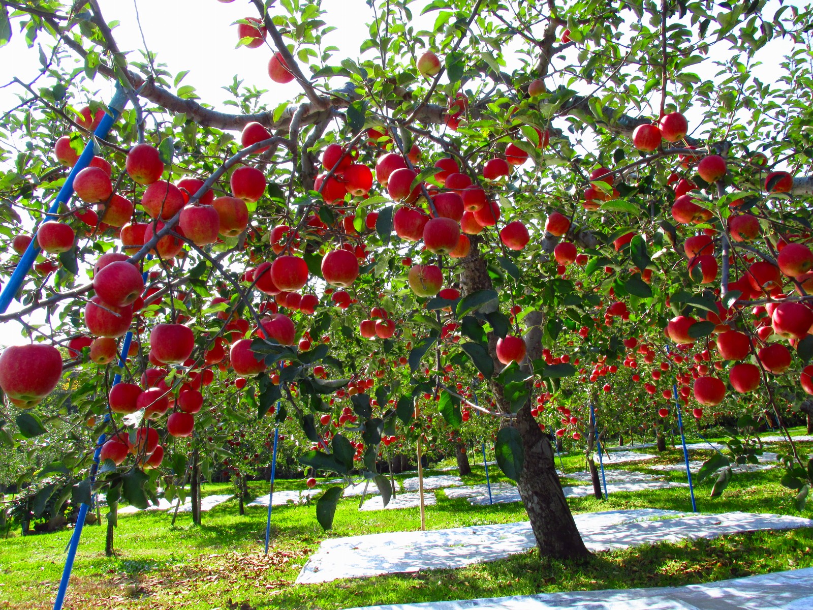 Fuji apples on the tree in Hirosaki