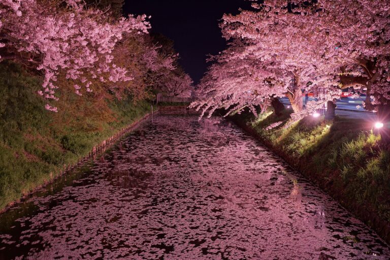 Hirosaki cherry blossoms along the castle moat at night