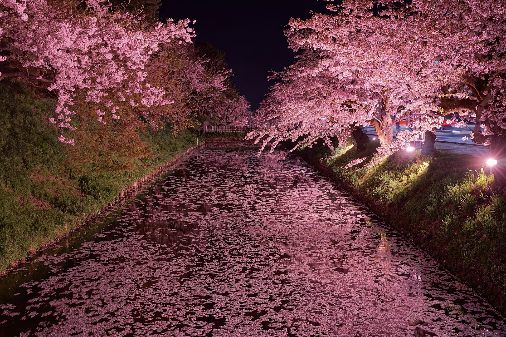 Hirosaki cherry blossoms along the castle moat at night