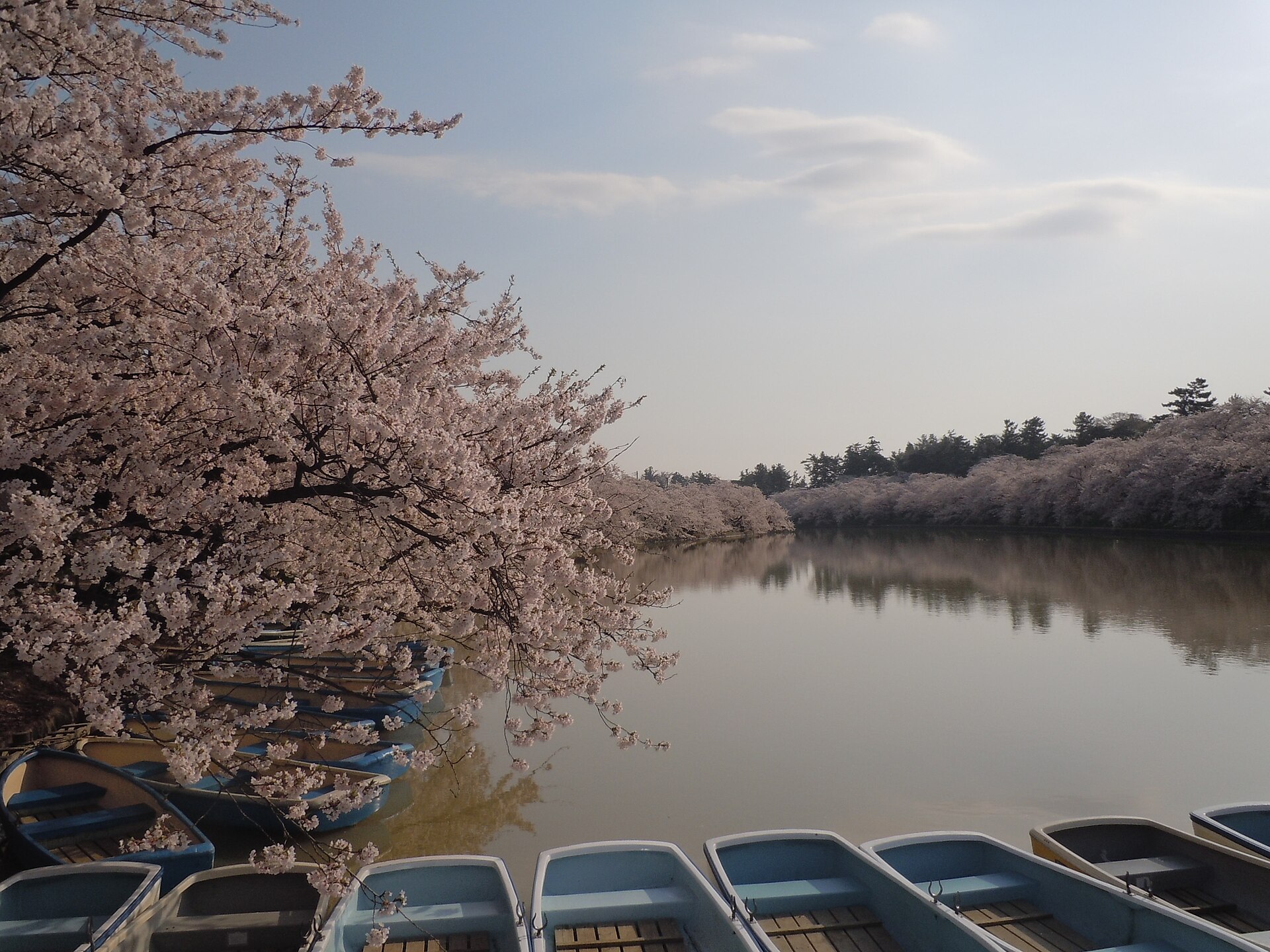 Hirosaki Park during cherry blossom season