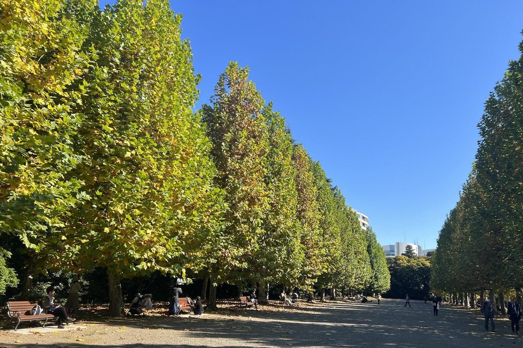 Plane trees starting to turn yellow in the French formal garden at Shinjuku Gyoen Plane trees starting to turn yellow in the French formal garden at Shinjuku Gyoen