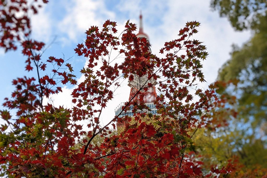 Red maples framing Tokyo Tower from below, the shot Momijidani in Shiba Park is known for Red maples framing Tokyo Tower from below, the shot Momijidani in Shiba Park is known for