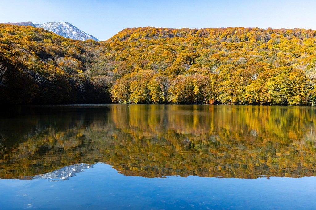 Golden beech forest reflected in Tsutanuma, with a snow-dusted peak behind Golden beech forest reflected in Tsutanuma, with a snow-dusted peak behind