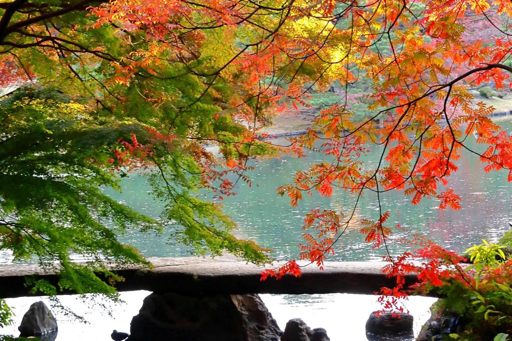 Maples turning red and orange over a garden pond and its stone slab bridge in late November Maples turning red and orange over a garden pond and its stone slab bridge in late November