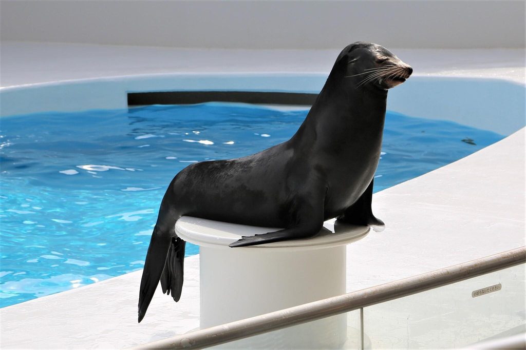 A sea lion waiting on a pedestal beside its show pool at a Japanese aquarium A sea lion waiting on a pedestal beside its show pool at a Japanese aquarium