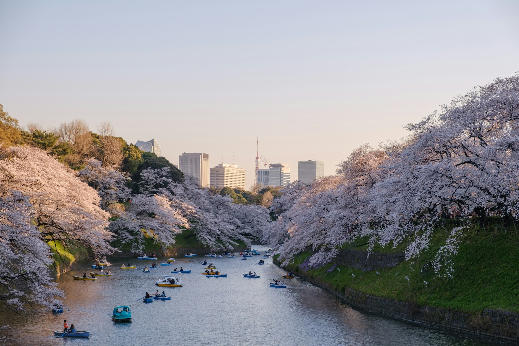 桜開花予想2027：満開の桜の下、東京・千鳥ヶ淵のお堀を進む手漕ぎボート