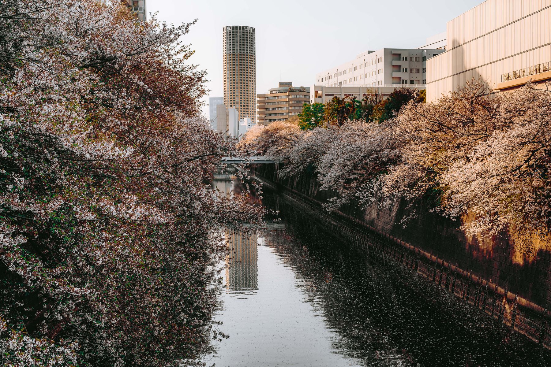東京の目黒川沿いに並ぶ桜