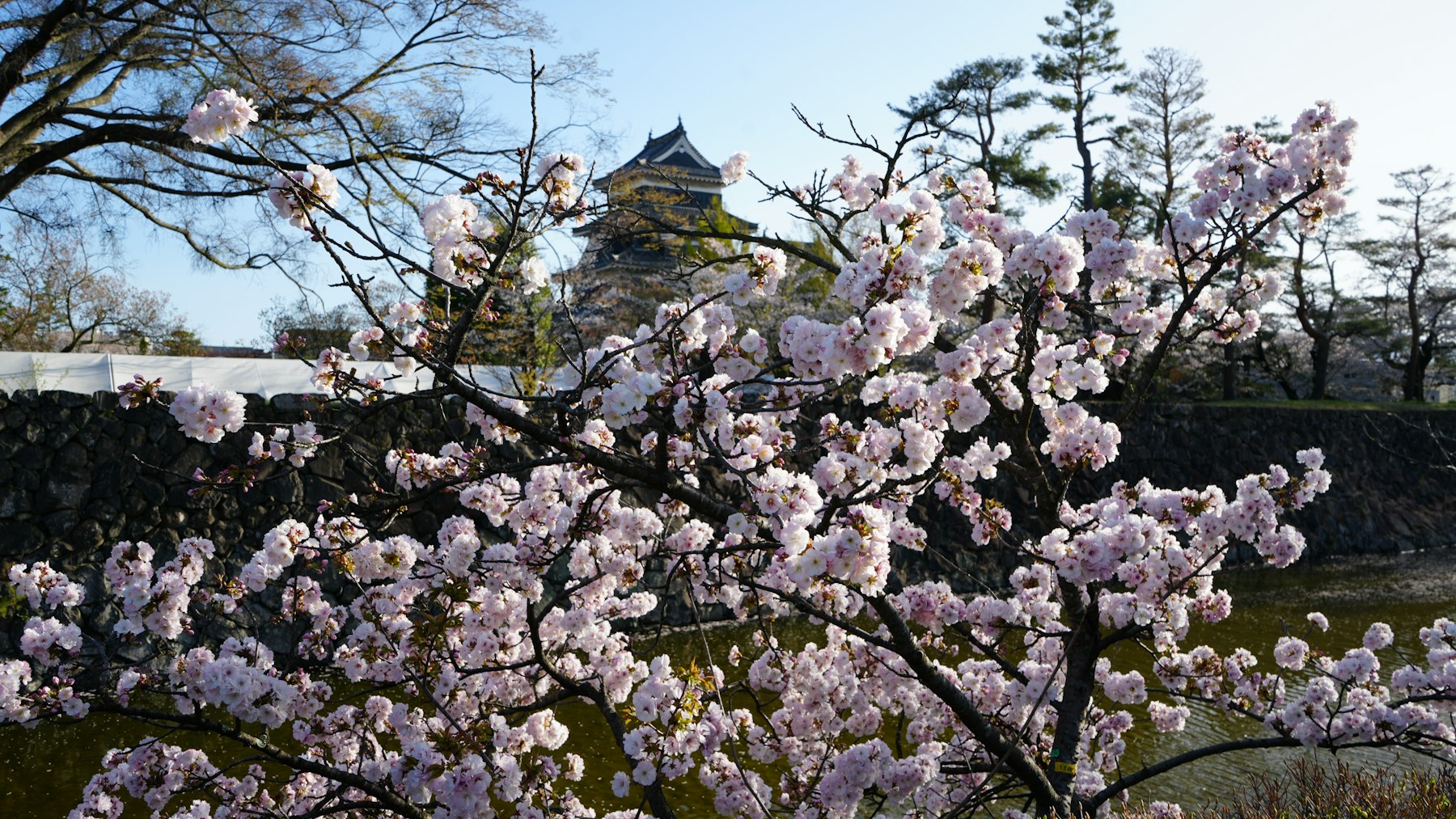 満開の桜と松本城