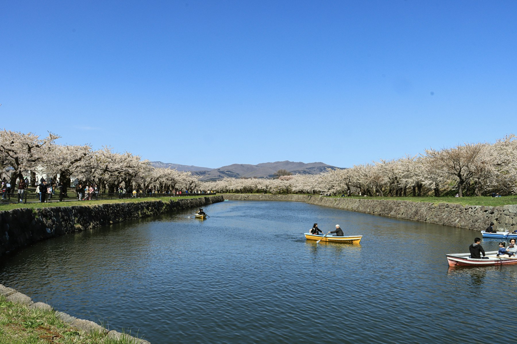 函館・五稜郭公園の桜に縁どられた堀を進むボート