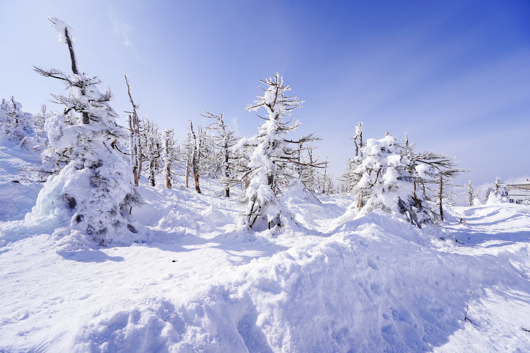 Snow-covered trees at Zao Onsen ski resort in Yamagata in deep winter