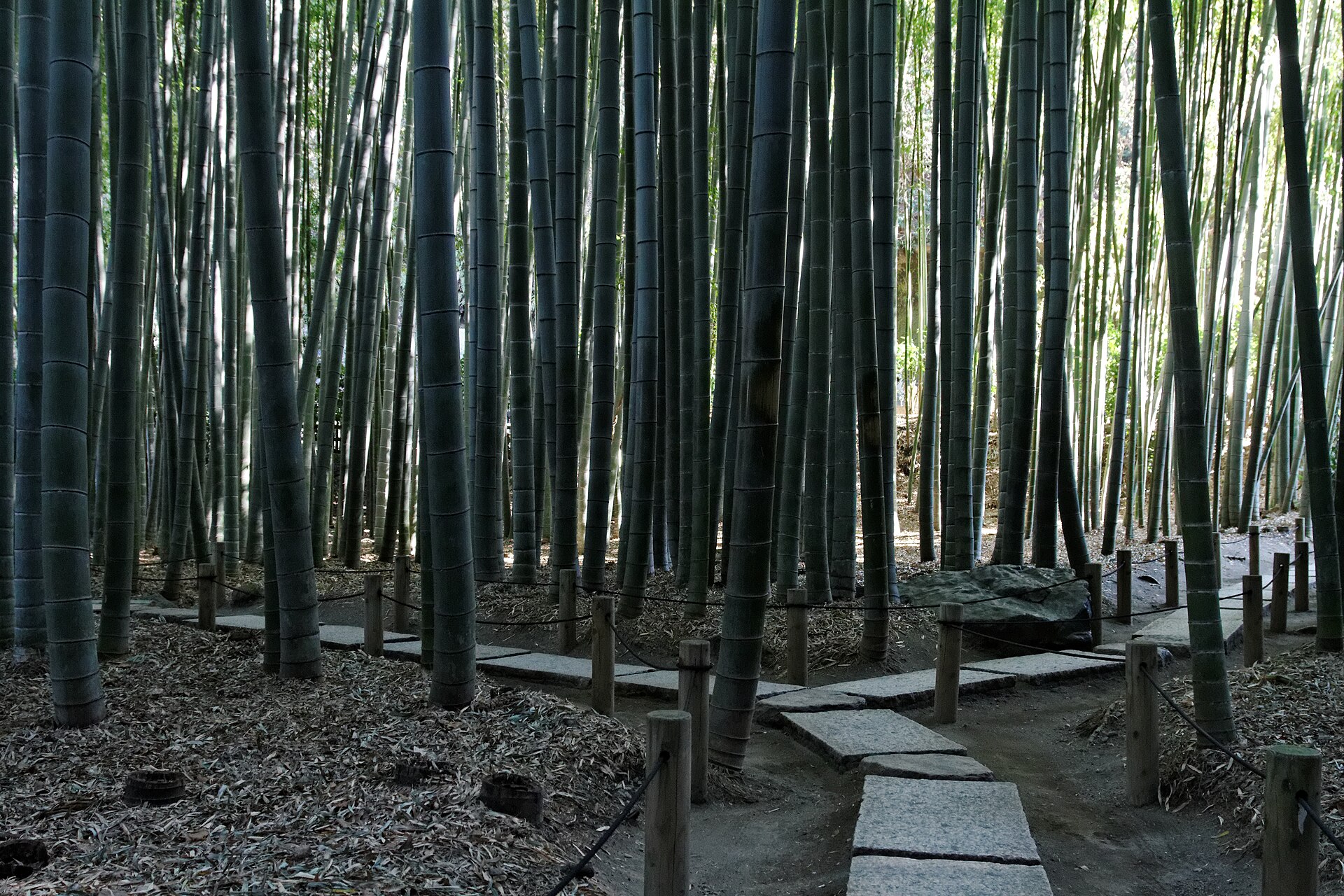 Hokokuji bamboo garden in Kamakura
