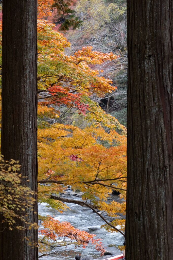 Autumn foliage by the river at Korankei, Aichi