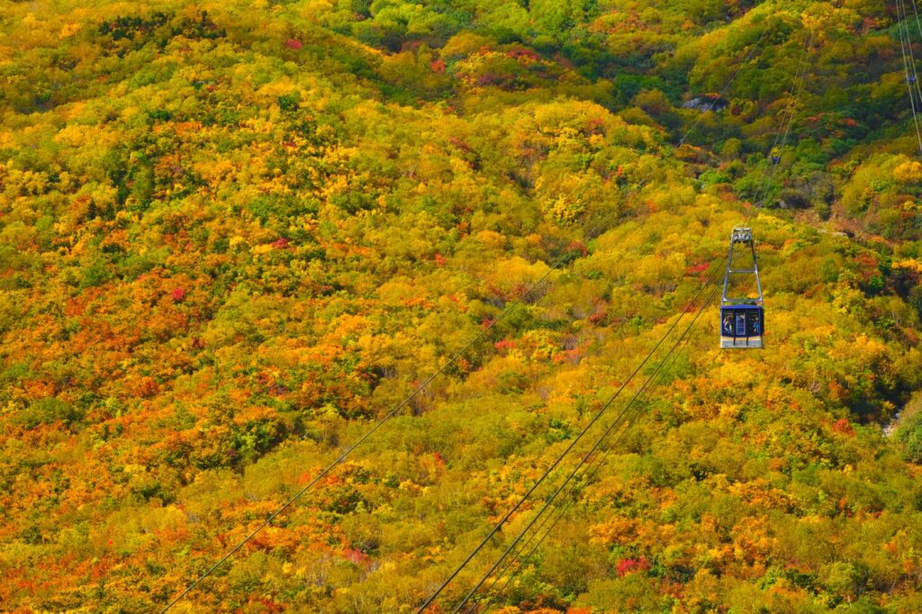 Autumn forest in Kurobe, Toyama