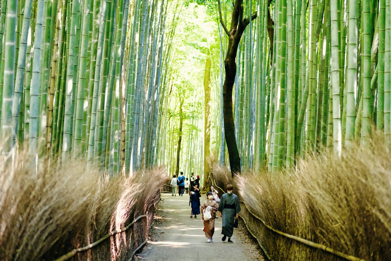 People walking through the Arashiyama bamboo grove in Kyoto