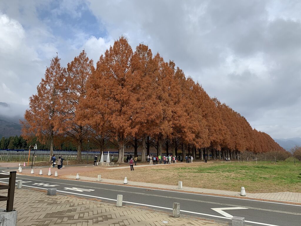 Autumn colour on the Metasequoia avenue at Makino, Takashima, Shiga