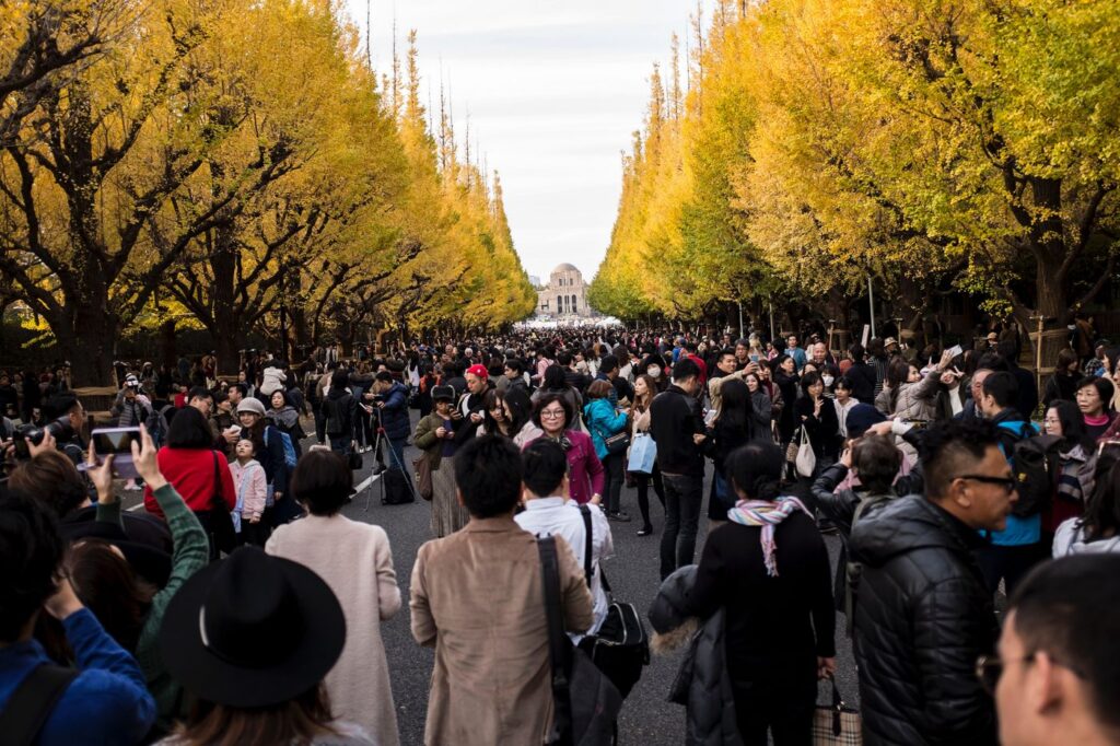Yellow ginkgo trees at Meiji Jingu Gaien, Tokyo