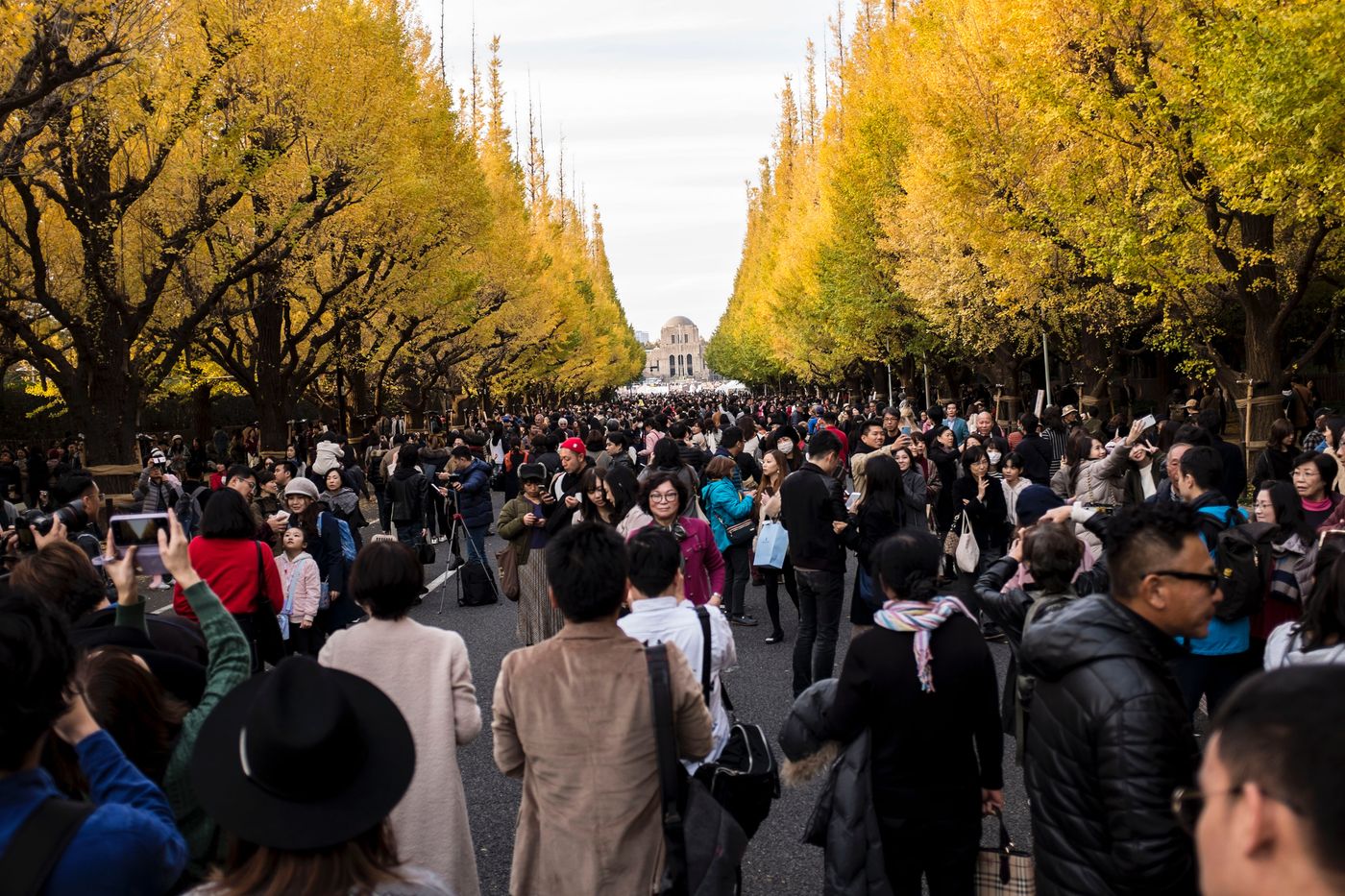 Tokyo autumn leaves: yellow ginkgo trees at Meiji Jingu Gaien