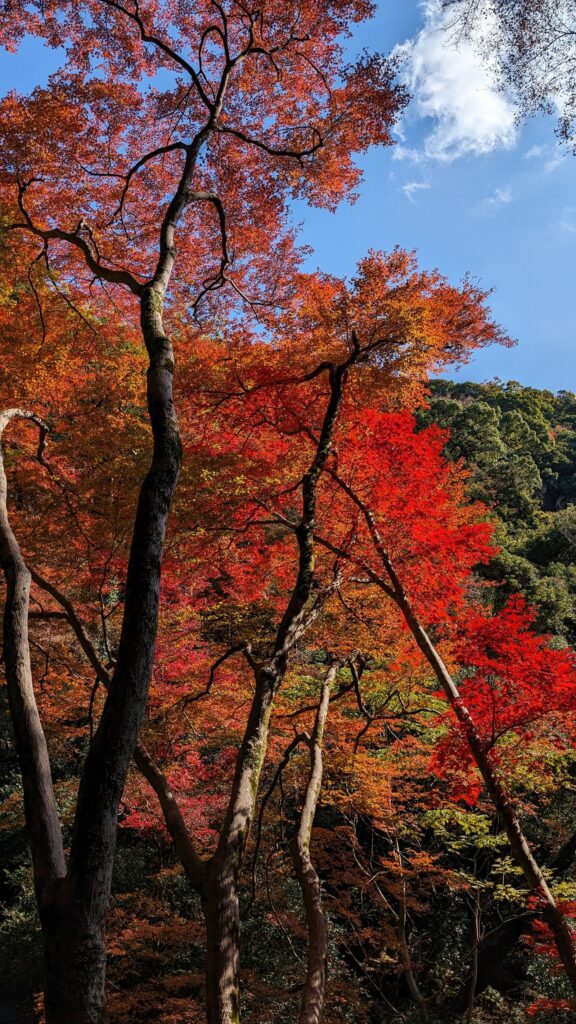 Red autumn maple leaves in Minoo Park, Osaka