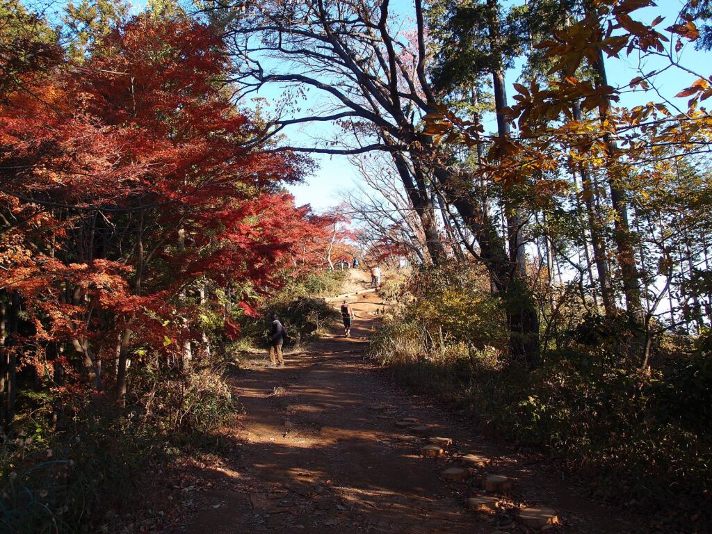 Red maple leaves at Momijidai, Mount Takao, Tokyo
