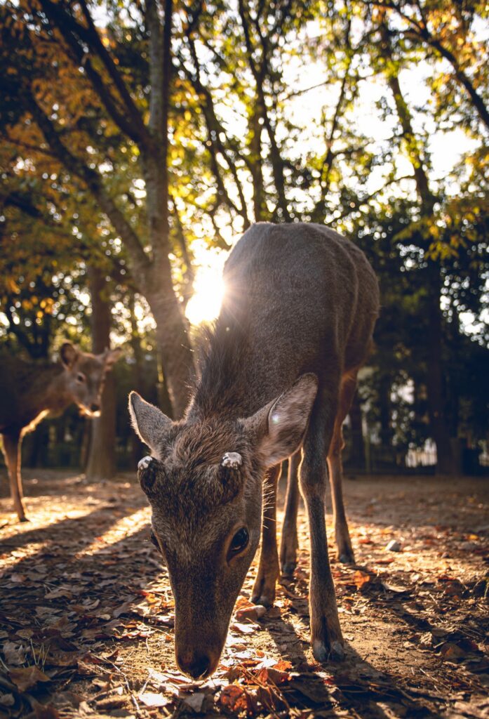 Deer among autumn leaves in Nara Park