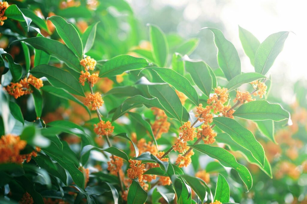 Orange osmanthus (kinmokusei) flowers in bloom, the note at the heart of Le Labo Osmanthus 19