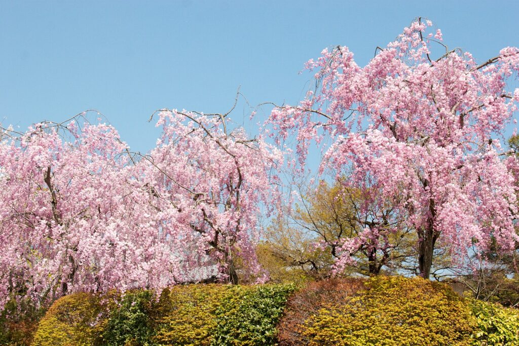 Arashiyama in cherry blossom season