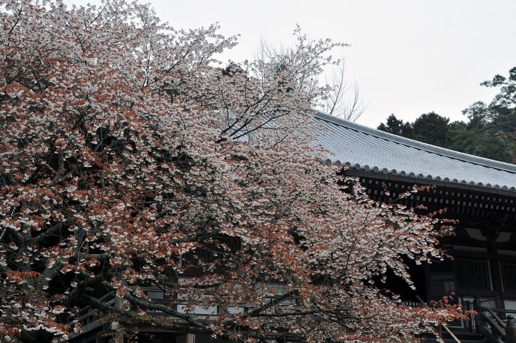 Daigo-ji Temple in cherry blossom season
