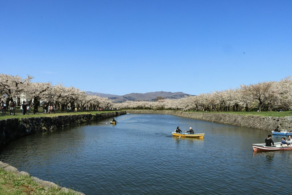 函館・五稜郭公園の桜に縁どられた堀を進むボート