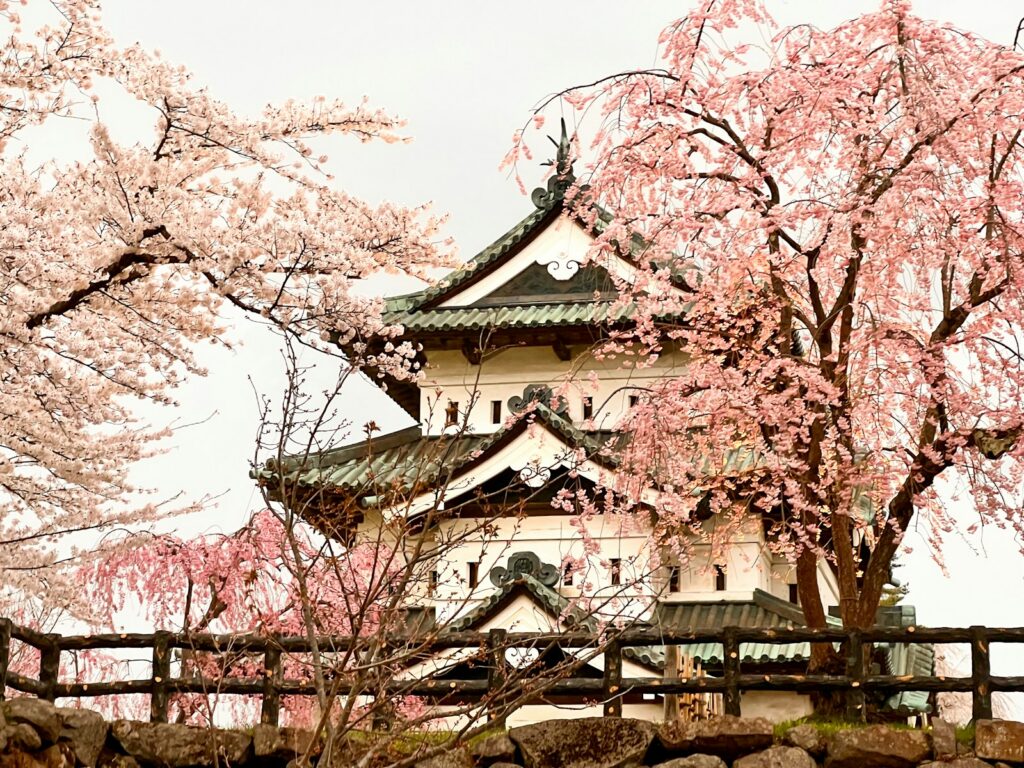 桜の季節の弘前城