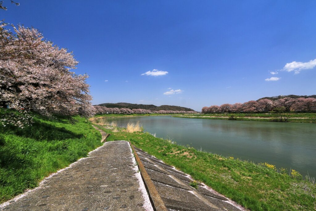 Hitome Senbonzakura in cherry blossom season
