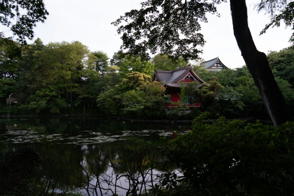 桜の季節の井の頭公園の池（吉祥寺）