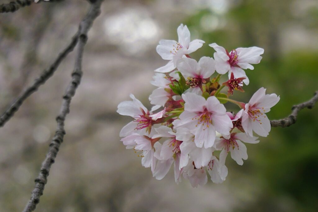 大阪の桜（桜の季節）