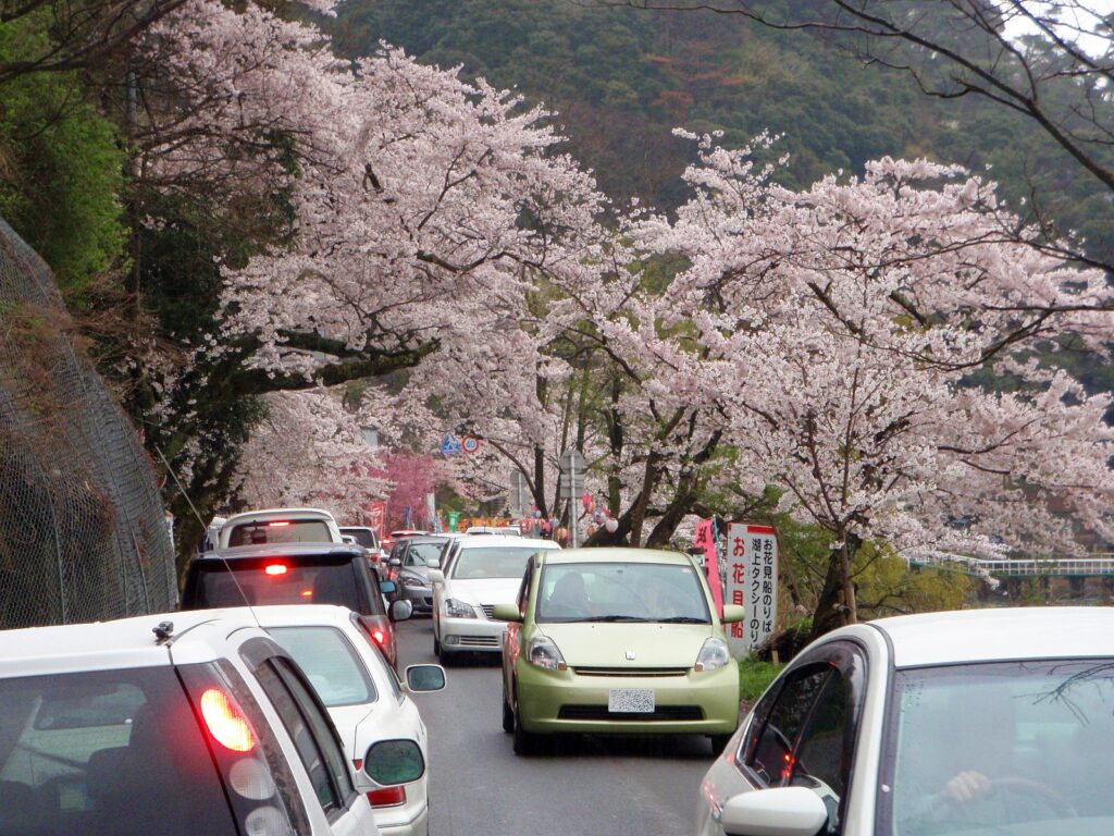 Kaizu Osaki in cherry blossom season