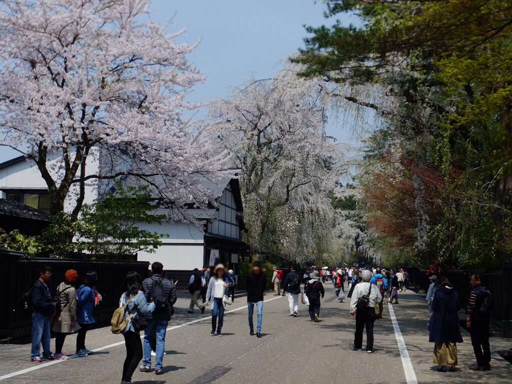 Kakunodate Samurai District in cherry blossom season